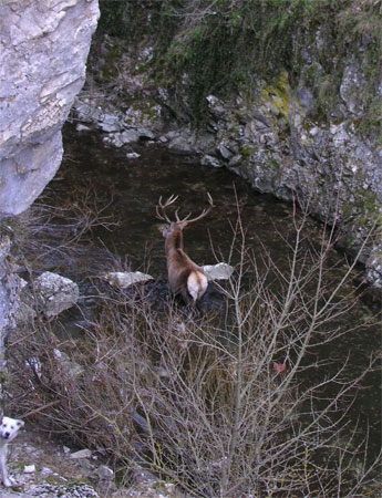 Emergenza randagismo nel PNALM